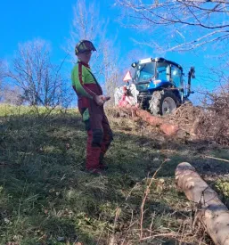 Kdaj posekati drevo za drva?