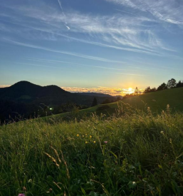 Ekološko sadje in zelenjava Žiri