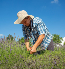 Dober naturopatski zeliščni center