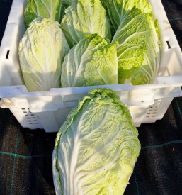 Zabojček zelenjave Koroška