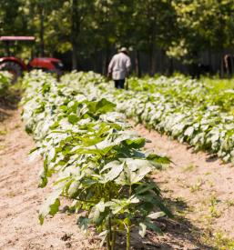 Doživetja na turistični kmetiji Pivka