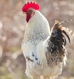 Prodaja domačega perutninskega mesa Ljutomer, Pomurje