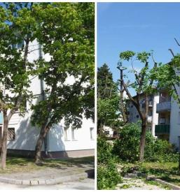 Prodaja izdelkov za zaščito gozdov