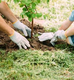 Obrezovanje sadnega drevja Ljubljana, okolica
