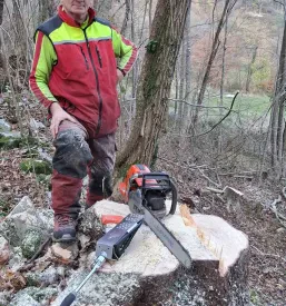 Drevesa za kurjavo Tolmin