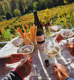 Degustacija vin za zaključene družbe Dolenjska