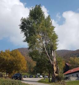 Urejanje okolice Savinjska