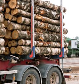 Sečnja, spravilo lesa Savinjska