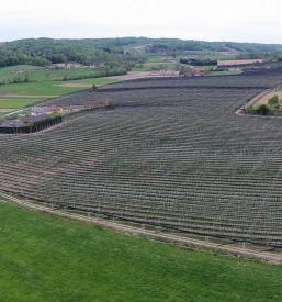 Ugodna prodaja domačih jabolk Slovenija
