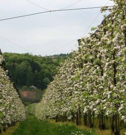 Ugodna prodaja jabolk Slovenija