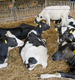 Govedoreja Polzela, Savinjska