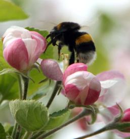 Prodaja jabolk Slovenija