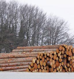 Sečnja lesa Podravska