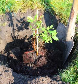 Urejanje sadovnjaka Ljubljana