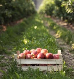 Veleprodaja jabolk Štajerska