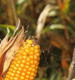 Trgovina z lokalnimi izdelki Šmarješke toplice, Otočec, Dolenjska