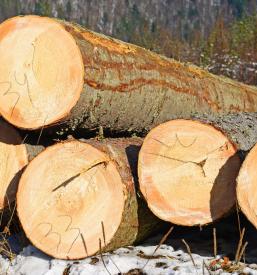 Ugoden posek in spravilo lesa Ljubljana, okolica