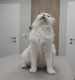 Veterinarska oskrba za male živali Goriška, Kras