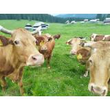 AS Gorjuše - Nomenj, Planina Javornik