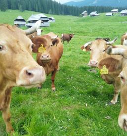Domači sir iz Planine Zajavornik, Bohinj, Gorenjska