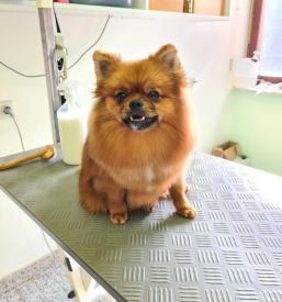 Dober zdravnik za živali Postojna