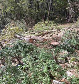 Posek dreves za drva