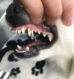 Dober veterinar v Postojni