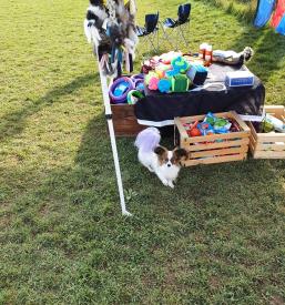 Najem pasjega poligona Ljubljana