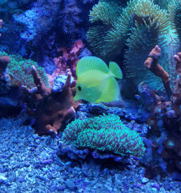 Ugodna trgovina za male živali Lesce, Gorenjska