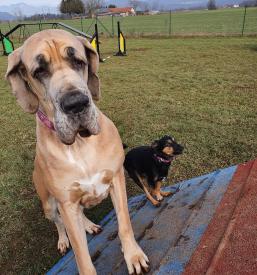 Dobra pasja šola okolica Ljubljane