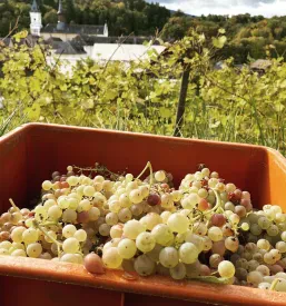 Degustacija vin Šentjernej