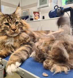 Mačja nega Gorenjska