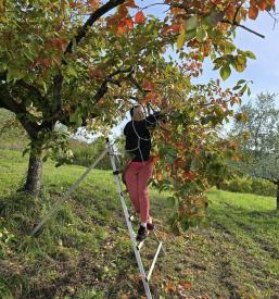 Domači istrski česen Slovenska Istra