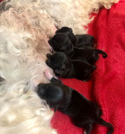 Oskrba na kliniki za male živali Ljubljana