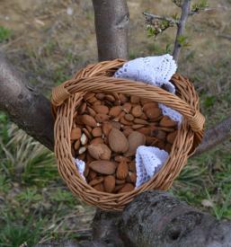 Domači istrski česen in sušeni kaki Istra