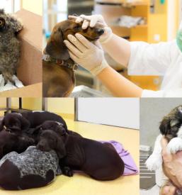 Dober veterinar za hišne ljubljenčke v Ljubljani