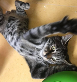 Zdravljenje malih živali na kliniki v Ljubljani