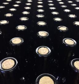 vrhunska domača vina Slovenija