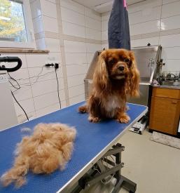 Dober pasji salon na Gorenjskem