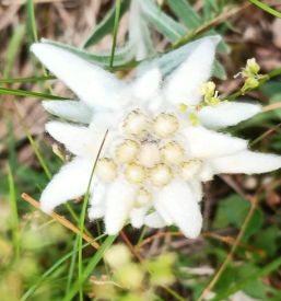 Planinsko vodenje po manj zahtevnih poteh