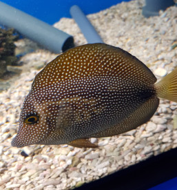 Ponudba za male živali Lesce, Gorenjska