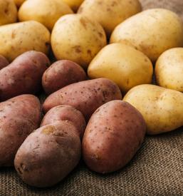 Prodaja semenskega krompirja