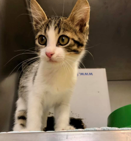 Klinika za mačke v Ljubljani