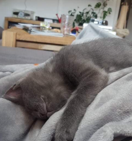 Dežurna veterina Ljubljana