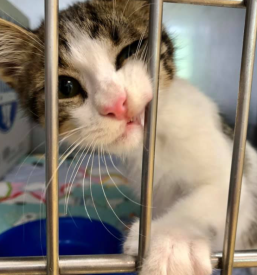 Dober dežurni veterinar v Ljubljani