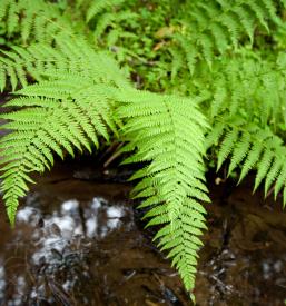 Ocene podnebne ranljivosti Slovenija