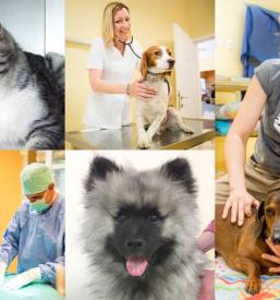 Dober veterinar za mačke v Ljubljani