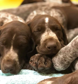 Ugodna klika za male živali Ljubljana