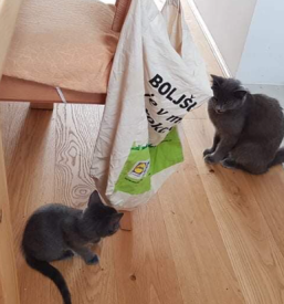 Pomoč dežurnega veterinarja Ljubljana