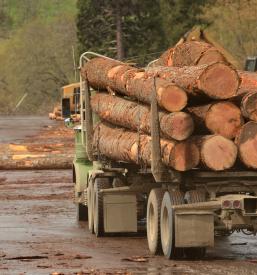 Posek in spravilo lesa Dolenjska